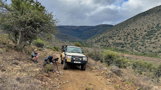 The African Sable: Falling in Love in the mountains of Africa